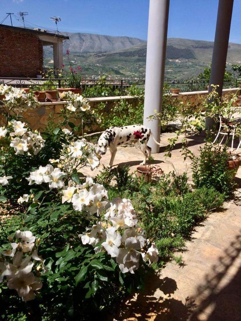 Guesthouse Villa Rosa Берат Номер фото