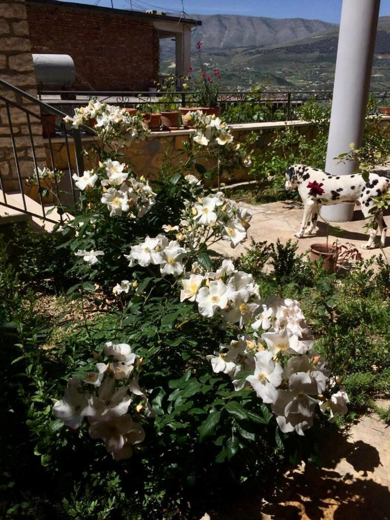 Guesthouse Villa Rosa Берат Номер фото
